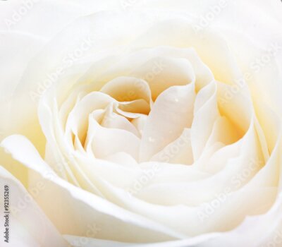 Fotobehang Close-up van witte rozenblaadjes