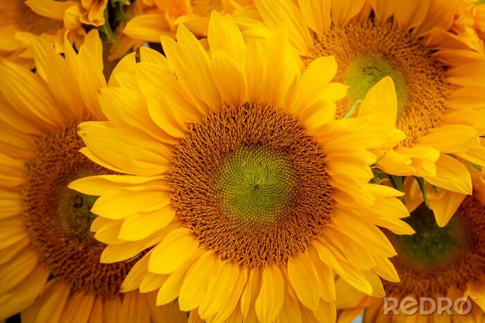 Fotobehang Close-up van zonnebloemen