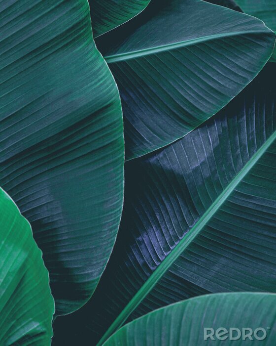 Fotobehang closeup nature view of tropical leaf, dark wallpaper concept, abstract nature green background