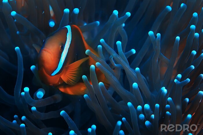 Fotobehang clown fish coral reef / macro underwater scene, view of coral fish, underwater diving
