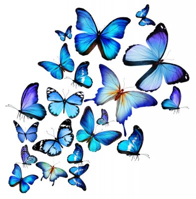 Fotobehang Cluster van exotische vlinders