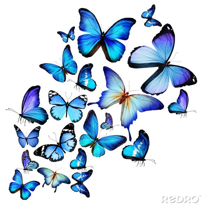 Fotobehang Cluster van exotische vlinders