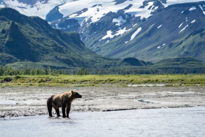 Coastal Alaska bruine beer dwaalt langs de rivier, kijken en vissen op zalm in Katmai National Park. Bergen op de achtergrond