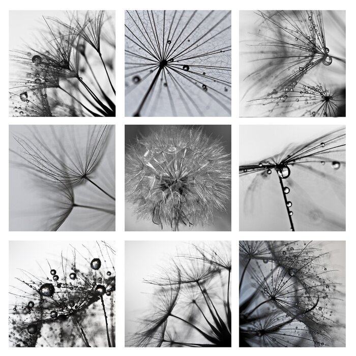 Fotobehang Collage van paardenbloemen