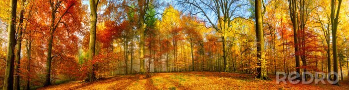 Fotobehang Colorful forest panorama in autumn