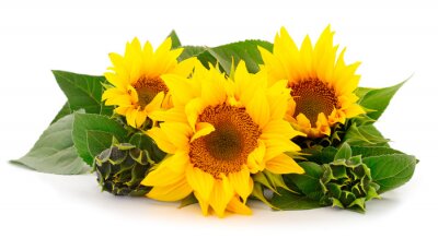 Fotobehang Compositie van gele zonnebloemen