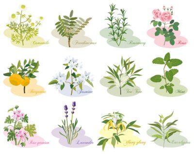 Fotobehang Compositie van planten met bijschriften