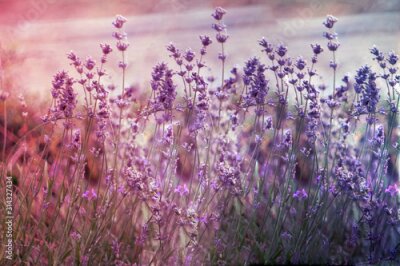Fotobehang Creatve toned laveder field. Beautiful detail of scented lavender flowers field