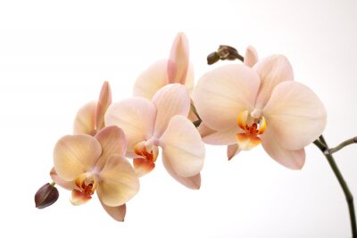Fotobehang Crèmekleurige bloemen op een witte achtergrond