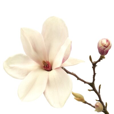 Fotobehang Crèmekleurige magnolia met knoppen