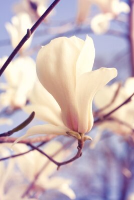 Fotobehang Crèmekleurige magnolia's