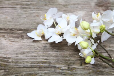 Fotobehang Crèmekleurige orchidee hout