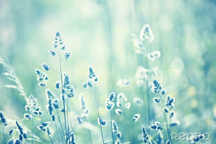 Fotobehang Cyaan blauwe kleur wazig weide detail achtergrond bij zonsondergang licht. Selectieve aandacht gebruikt.