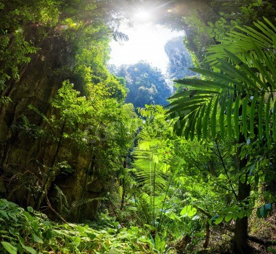 Fotobehang Daglicht in een jungle