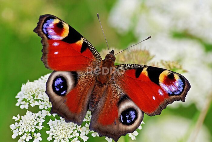 Fotobehang Dagpauwoog vlinder op een bloemetje
