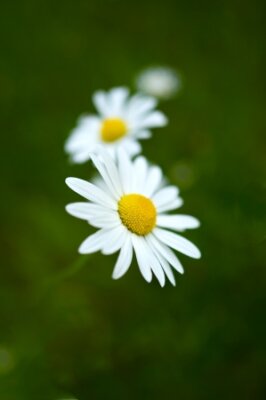 Fotobehang Daisies in the Dark Green Grass. Summer Meadow Close-up. Wildflowers Photo Collection.