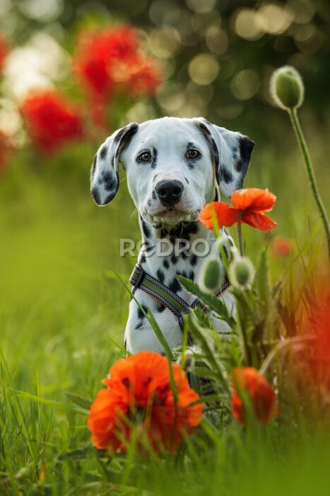 Fotobehang Dalmatiër in de wei