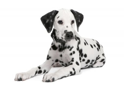 Dalmatische puppy
