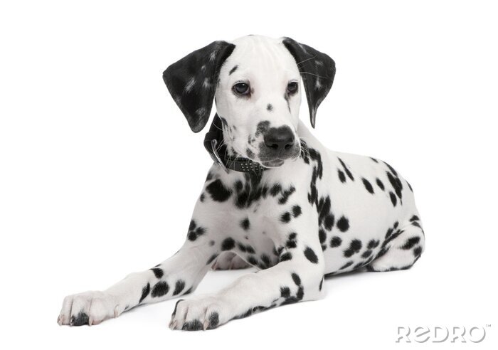 Fotobehang Dalmatische puppy