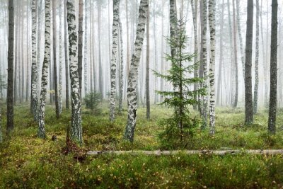 Fotobehang Dark atmospheric landscape of the evergreen forest in a fog at sunrise. Pine, spruce, maple, birch trees and colorful plants close-up. Ecology, autumn, ecotourism, environmental conservation in Europe