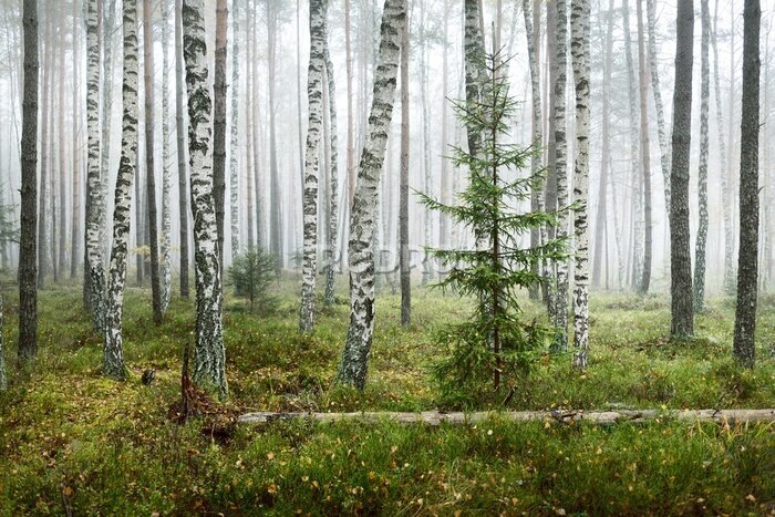 Fotobehang Dark atmospheric landscape of the evergreen forest in a fog at sunrise. Pine, spruce, maple, birch trees and colorful plants close-up. Ecology, autumn, ecotourism, environmental conservation in Europe