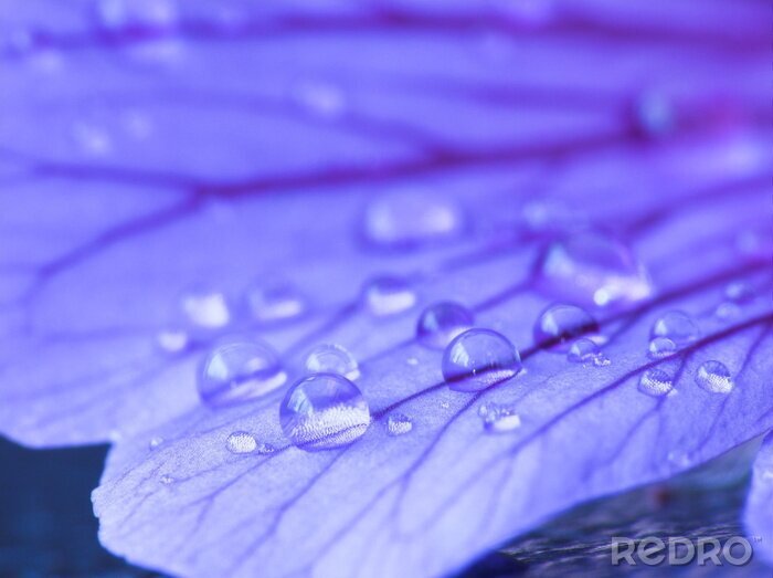 Fotobehang Dauw op bloemblaadjes