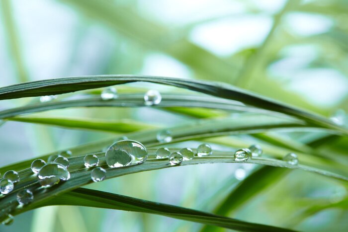 Fotobehang Dauw op het gras op macroschaal