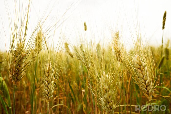 Fotobehang De aard van weilanden vol tarwe