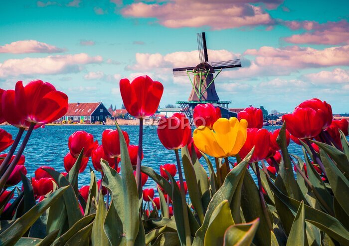 Fotobehang De Bloesem van tulpen in het Nederlandse dorp met beroemde molens.
