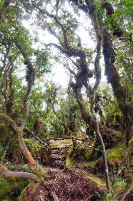 Fotobehang De bomen in de Maleisische jungle
