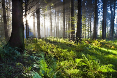 Fotobehang De dageraad in het bos, verlicht door de zonnestralen.