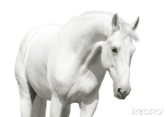 Fotobehang De figuur van een wit paard
