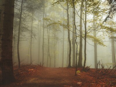 Fotobehang De frisheid van het bos in de ochtend
