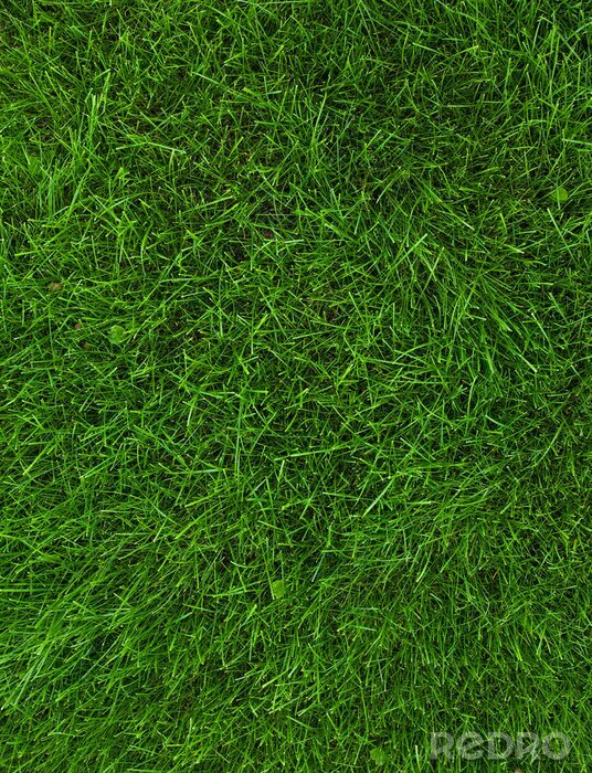 Fotobehang De groene grasmat van het stadion