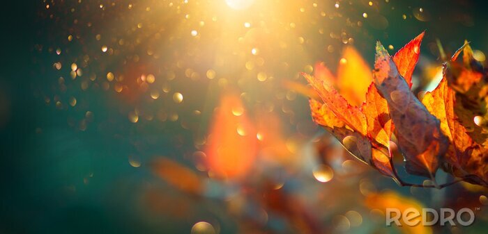Fotobehang De herfst kleurrijke heldere bladeren die in een boom in herfstpark slingeren. Herfst kleurrijke achtergrond, herfst achtergrond