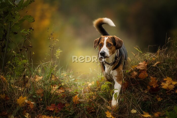 Fotobehang De hond uitlaten in een herfstbos
