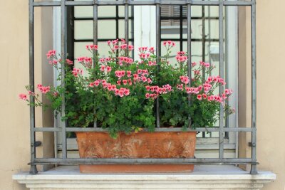 Fotobehang De Italiaanse roze geranium