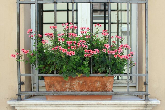 Fotobehang De Italiaanse roze geranium