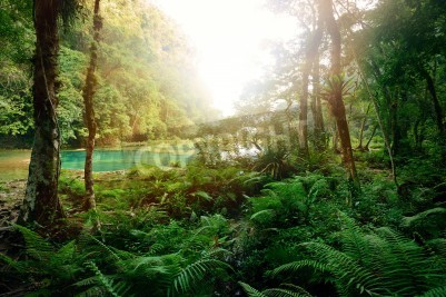 Fotobehang De jungle in Guatemala