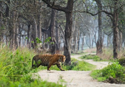 Fotobehang De jungle met een wandelende tijger
