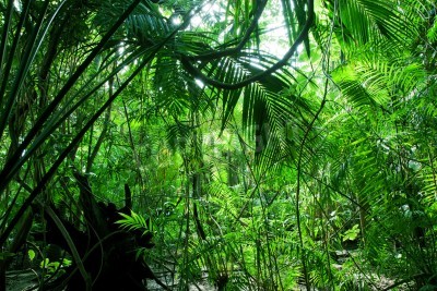 Fotobehang De jungle op een zomerse dag