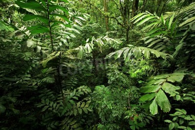 Fotobehang De jungle vol wilde planten