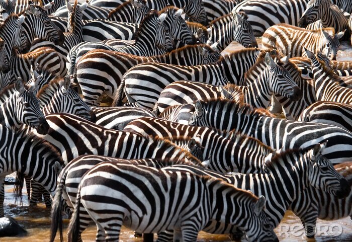 Fotobehang De kudde zebra's in Tanzania