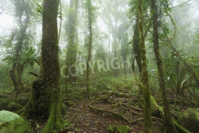 Fotobehang De mist in het regenwoud