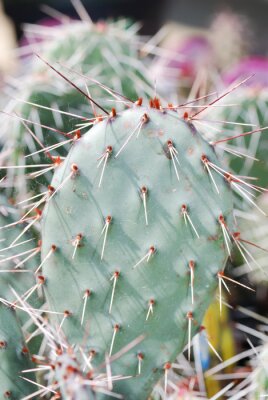Fotobehang De natuur als cactus