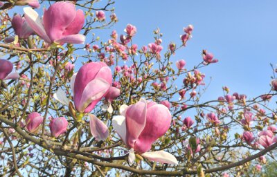 Fotobehang De natuur als een bloeiende magnolia