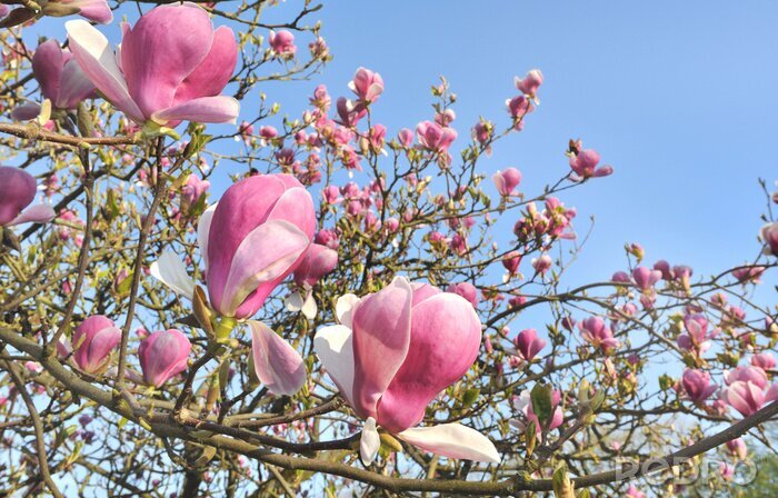 Fotobehang De natuur als een bloeiende magnolia