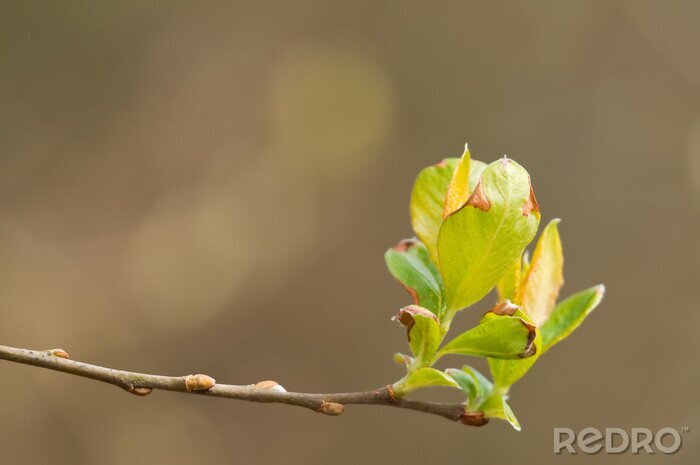 Fotobehang De natuur als een knop aan een boom