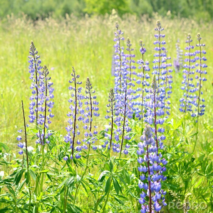 Fotobehang De natuur als een lupine