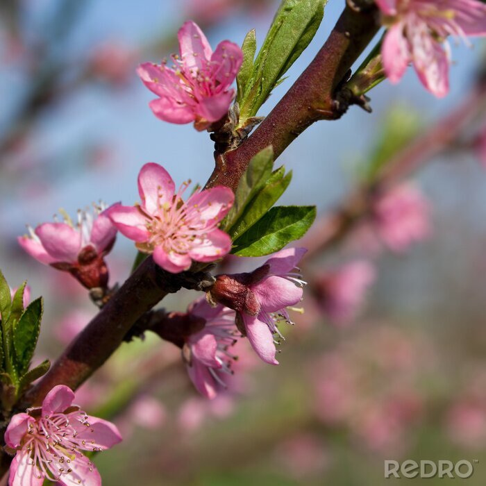 Fotobehang De natuur als een perzikboom